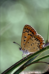 Image showing wild orange  butterfly 