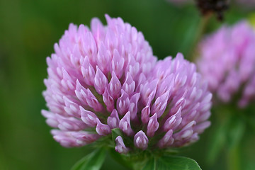 Image showing Red Clover