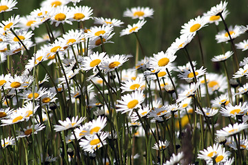 Image showing Marguerites