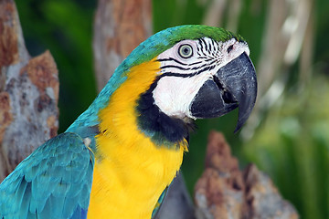 Image showing Colourful Macaw