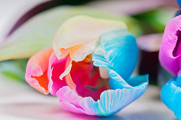 Image showing Macro shot of multicolored tulip