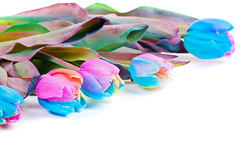Image showing Unusual rainbow tulips on white