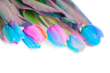 Image showing Multicolored rainbow tulips for border or frame