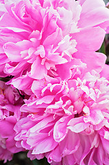 Image showing Macro shot of pink peony flowers