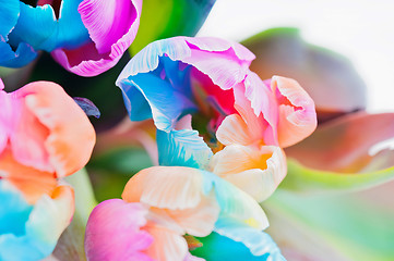 Image showing Bouquet  of multicolored tulips