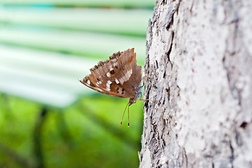 Image showing Brown butterfly sitting on a pine tree