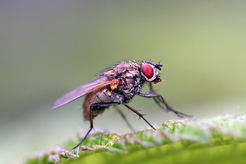 Image showing Fly