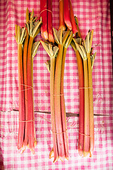 Image showing Rhubarb