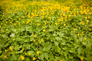 Image showing Spring flowers