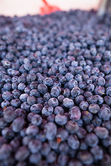 Image showing Blueberries