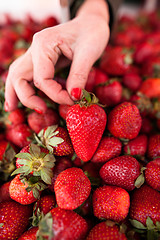 Image showing Fresh strawberries