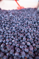 Image showing Blueberries