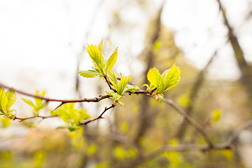 Image showing Spring leaves