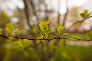 Image showing Spring leaves