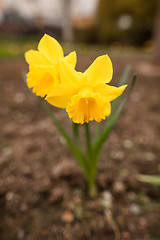 Image showing Spring flowers