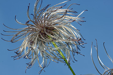 Image showing clematis