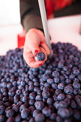 Image showing Blueberries