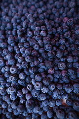 Image showing Blueberries