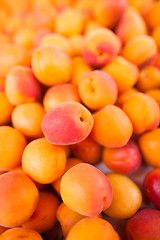 Image showing Apricots