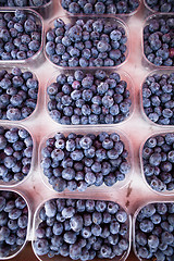 Image showing Blueberries