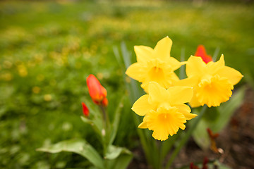 Image showing Spring flowers