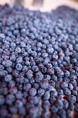 Image showing Blueberries