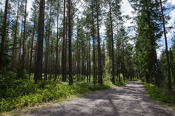 Image showing Gravel road into the forest