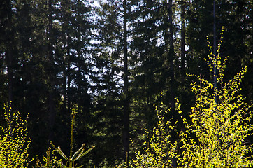 Image showing Forest spring colors