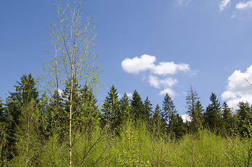 Image showing Springtime in the woods