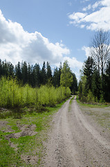 Image showing Springtime in the forest