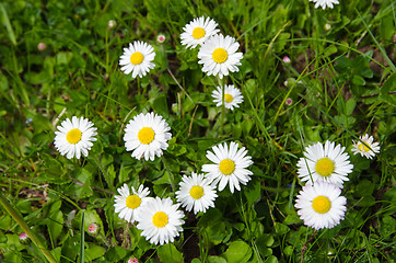 Image showing Daisies in green grass