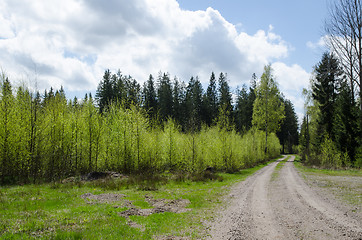 Image showing Forest in spring colors