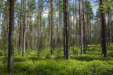 Image showing Spring colors in a coniferous forest