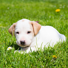 Image showing Mixed-breed cute little puppy on grass.