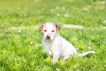 Image showing Mixed-breed cute little puppy on grass.