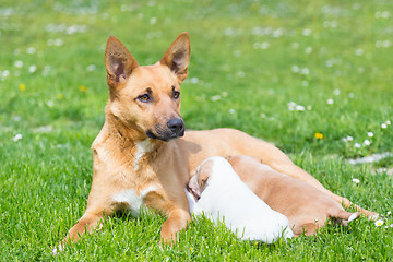 Image showing Mixed-breed cute little dog family.