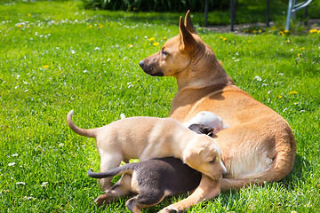 Image showing Mixed-breed cute little dog family.