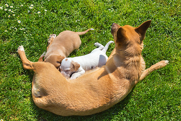 Image showing Mixed-breed cute little dog family.