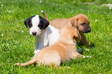 Image showing Mixed-breed cute little puppies on grass.