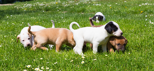 Image showing Mixed-breed cute little puppies on grass.