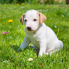 Image showing Mixed-breed cute little puppy on grass.