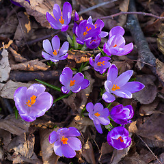 Image showing Crocus sativus