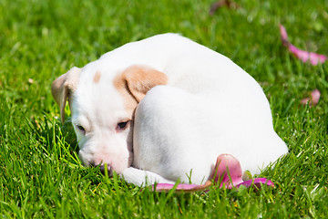 Image showing Mixed-breed cute little puppy on grass.