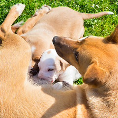 Image showing Mixed-breed cute little dog family.