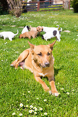 Image showing Mixed-breed cute little dog family.