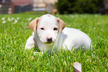 Image showing Mixed-breed cute little puppy on grass.