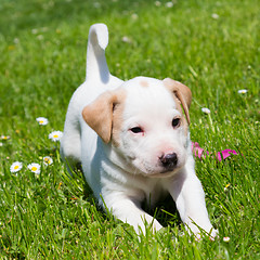 Image showing Mixed-breed cute little puppy on grass.