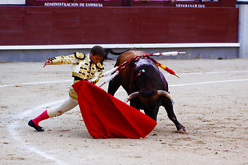 Image showing Traditional corrida - bullfighting in spain