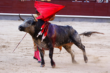 Image showing Traditional corrida - bullfighting in spain