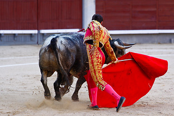 Image showing Traditional corrida - bullfighting in spain